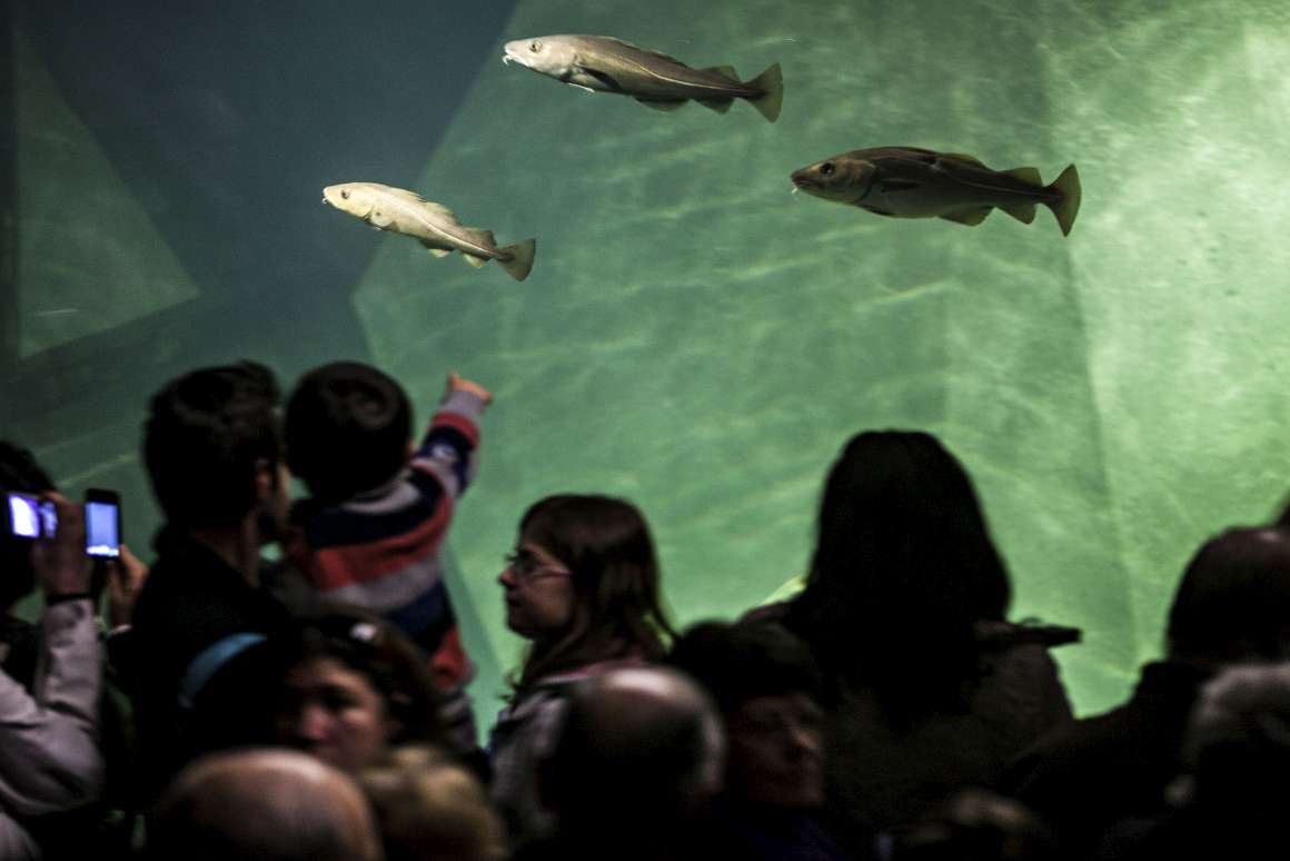 Aquário de Bacalhaus tem atraído milhares de visitantes - Público.pt